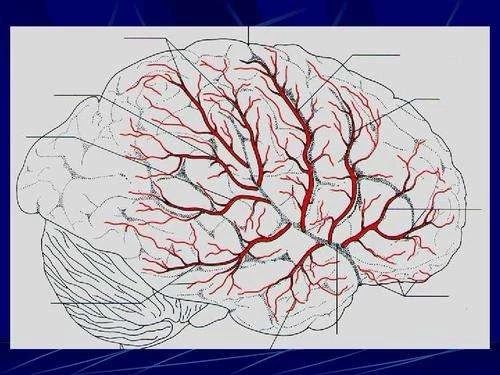 中国脑血管病一级预防指南2019颁布！丨指南共识